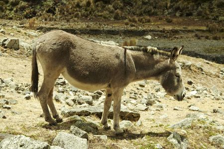 Alone donkey in Cordilleras mountainの写真素材