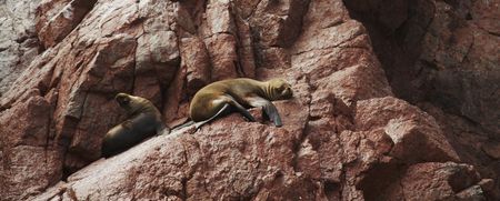 sea lions overlies on stoneの写真素材