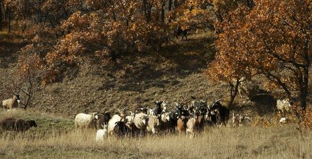 Sheeps on the trailの写真素材