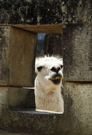 Llama peruvian in Machu-Picchu cityの写真素材