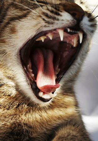 Cat open chapの写真素材