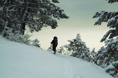 Goes ap leader in winter forestの写真素材
