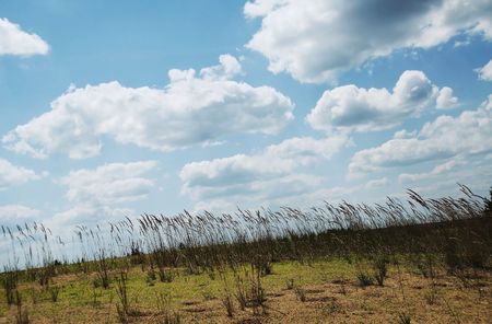 Colorful fields - Landscape  grass, blue sky and white cloudsの写真素材