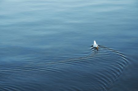 Swimming white birdの写真素材