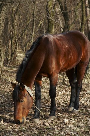 Horseの写真素材