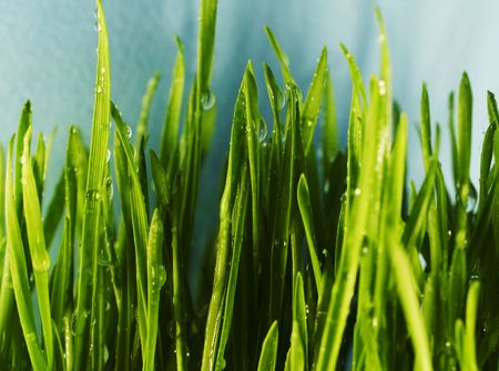 Grass on the garden
