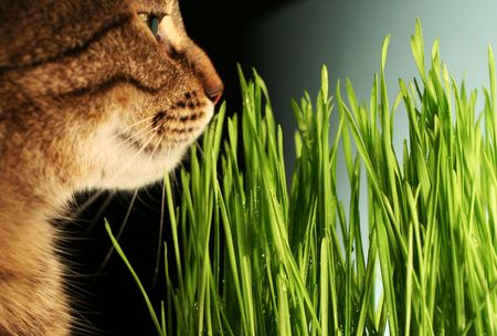 cats portrait on grass backgroundの写真素材