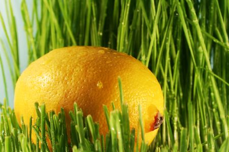 Lemon in grassの写真素材