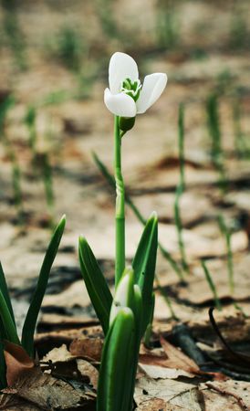 Snowdrop close-up の写真素材