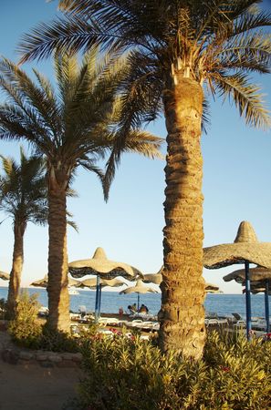 Beach on the Red seaの写真素材