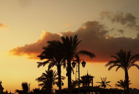 Egyptian street -palm-trees on sunset 