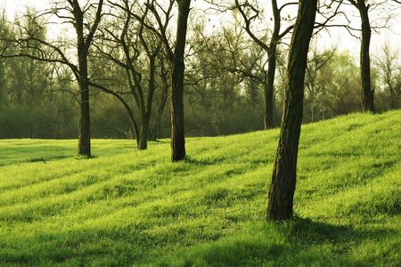 spring treeの写真素材