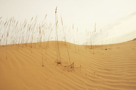 Grass in sand desertの写真素材