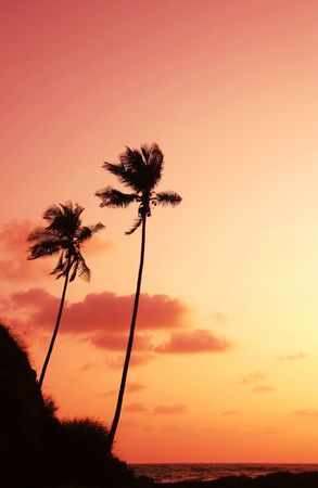 Palm on sunset of sea coastの写真素材