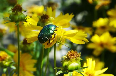 Green beetle on yellow flowerの写真素材