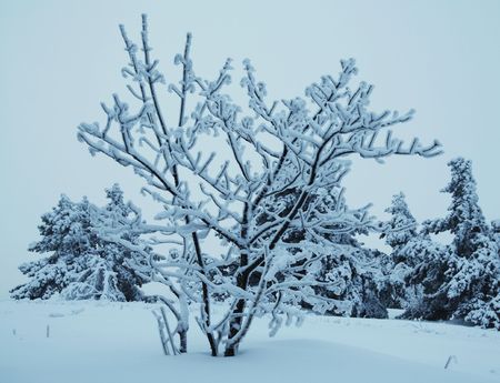 Christmas theme- frozen treesの写真素材