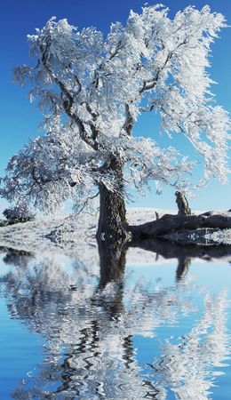 Alone frozen tree reflectionの写真素材