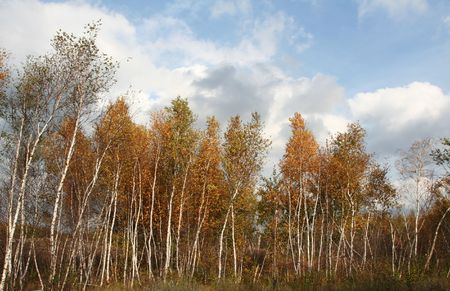 Autumn sceneの写真素材