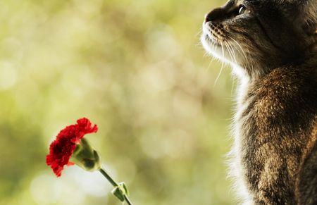 cat and flowerの写真素材