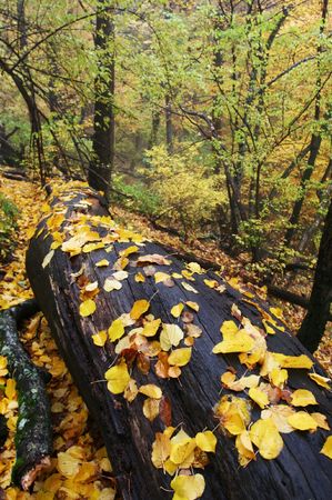 Autumn sceneの写真素材