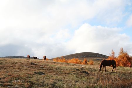 Horses in autumn grasslandの写真素材