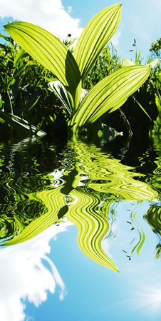 grass in the waterの写真素材