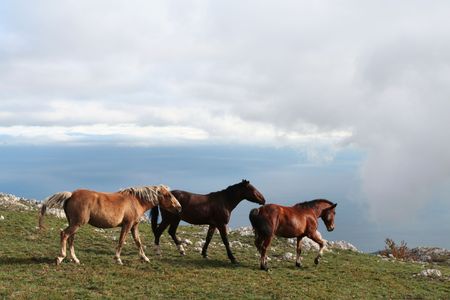 Horsesの写真素材