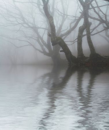 Magic forest of misty Magic forest of misty