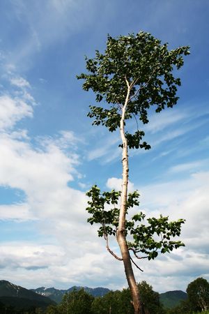 Birch in Kamchatian mountainsの写真素材