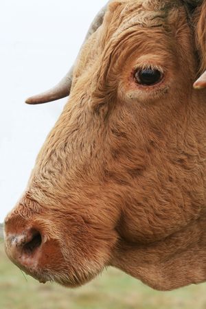 Cowの写真素材