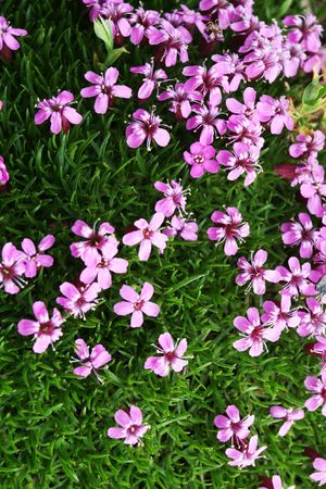 flowers in mountainの写真素材