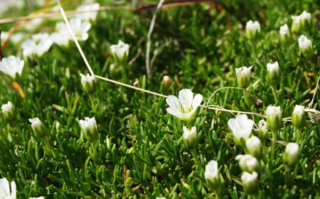 Small beautiful flowersの写真素材