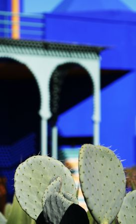 Cactus close upの写真素材