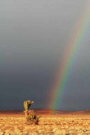 Rainbow and alone palm-treeの写真素材