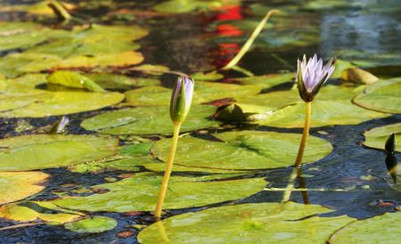 Green water floraの写真素材
