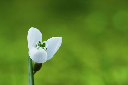 Snowdropの写真素材