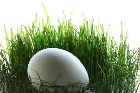 Egg in grassの写真素材