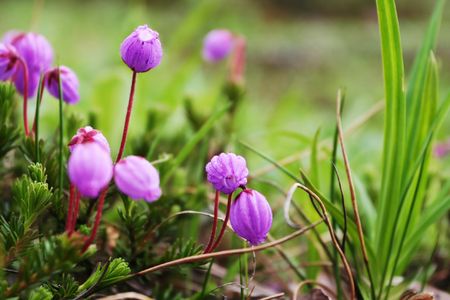 Flowers on mountain meadow