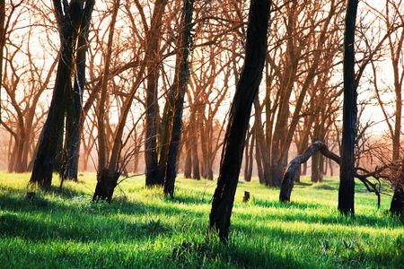 Trees in spring gardenの写真素材