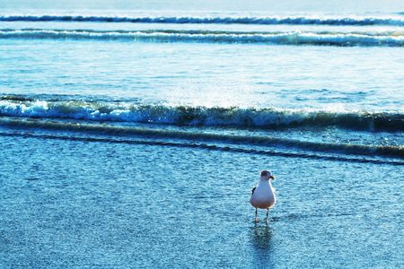 Sea gullの写真素材
