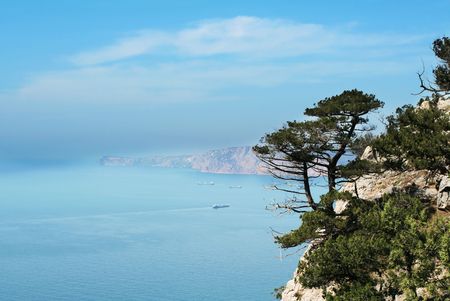 Pines on the sea cliffの写真素材