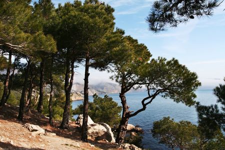 Pines on the sea cliffの写真素材