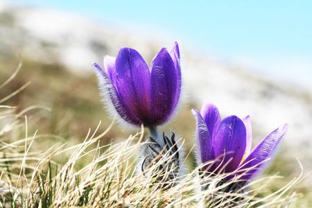 Flower in grassの写真素材