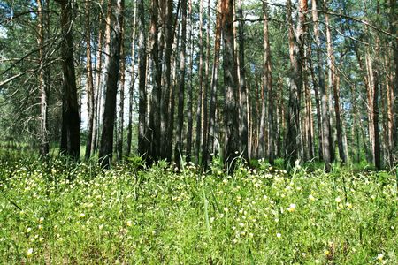 Forest in spring seasonの写真素材