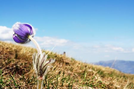 spring flowerの写真素材