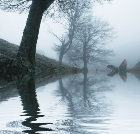 Magic forest of misty