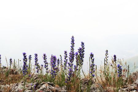Flowers on sunsetの写真素材