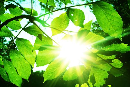 leaves for sunの写真素材