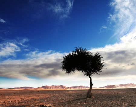 Alone tree in Sahara desertの写真素材