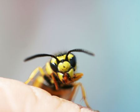 Waspの写真素材